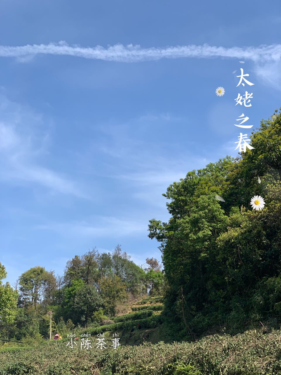 泡白茶的六种注水方式您注意过吗,白茶快速注水方法视频