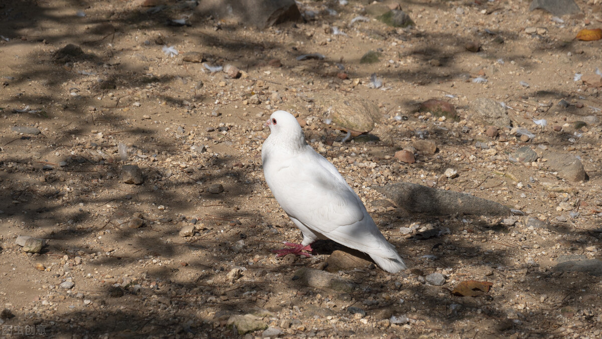 鸽子咳嗽吃什么药，鸽子咳嗽的原因是什么