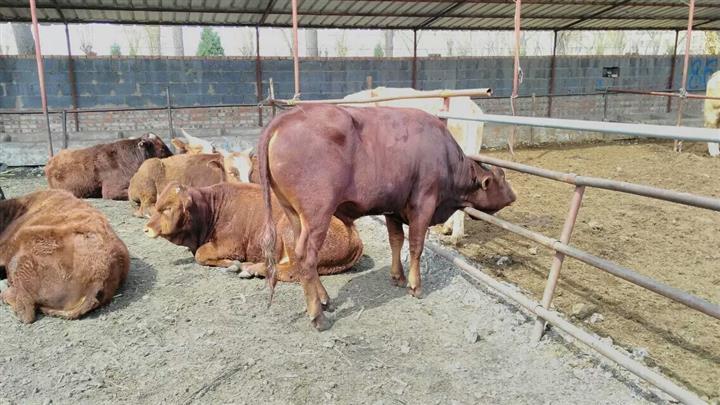 肉牛消化能和代谢能的关系,肉牛生长阶段的营养需求