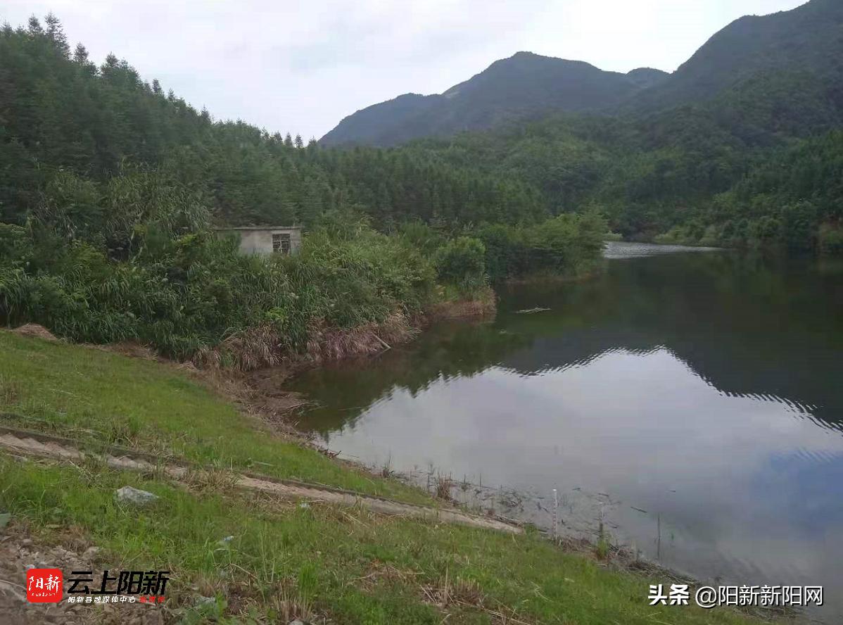 阳新新闻万鼎调研乡村振兴工作,阳新新闻万鼎