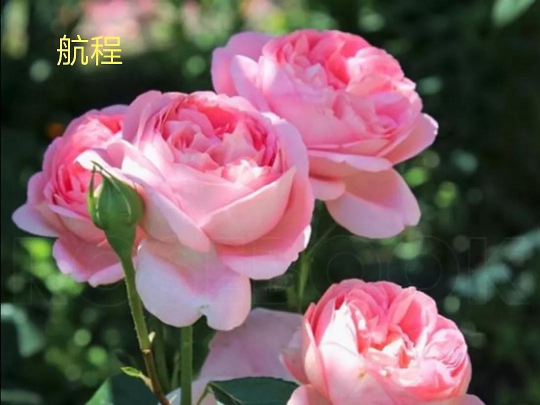 切花火焰月季的优缺点,常见切花月季一览