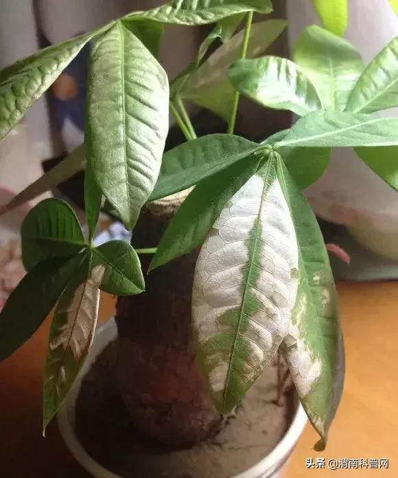 妞嶇墿鍡栧棖闀跨垎鐩嗕笉榛勫彾,鍏绘鐗╀竴涓槦鏈熶笉姝荤殑绉樻柟