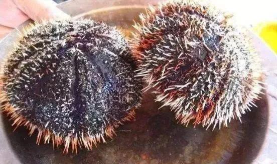 哪种海鲜的味道最鲜美,世界上最鲜美的海鲜