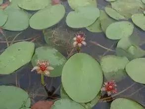 在水一方植物园,在水一方花卉