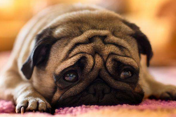 狗狗拉稀是什么原因怎么办,狗狗拉稀怎么办最快