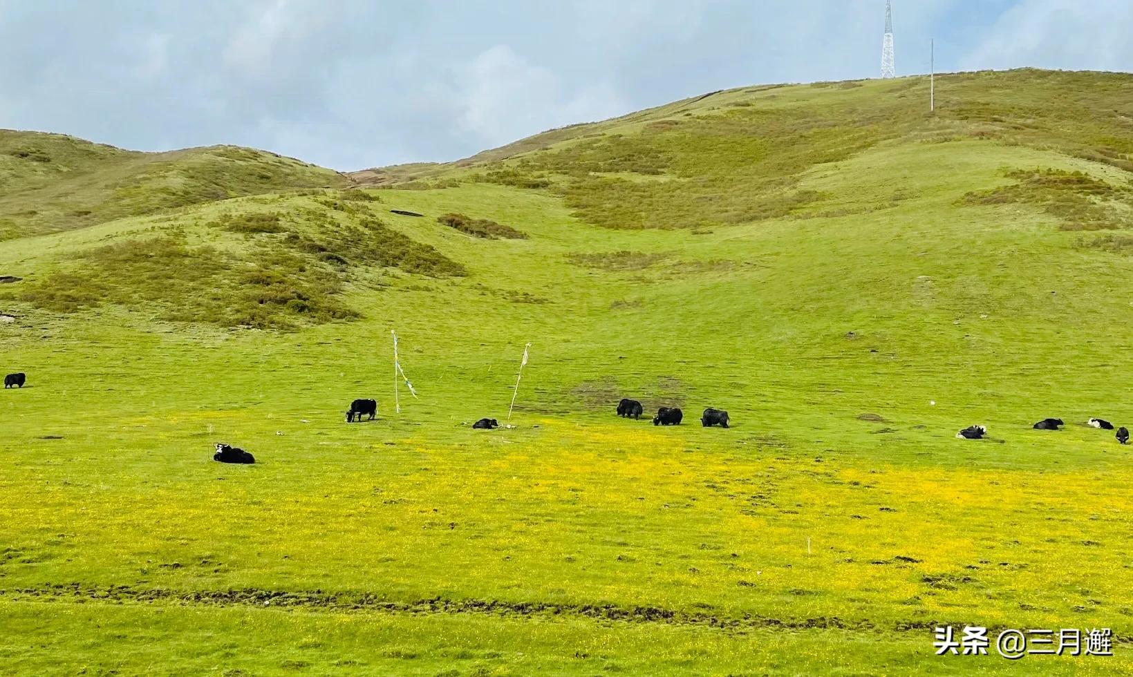 从若尔盖到九寨沟沿途哪些风景,若尔盖到尕海一路风景
