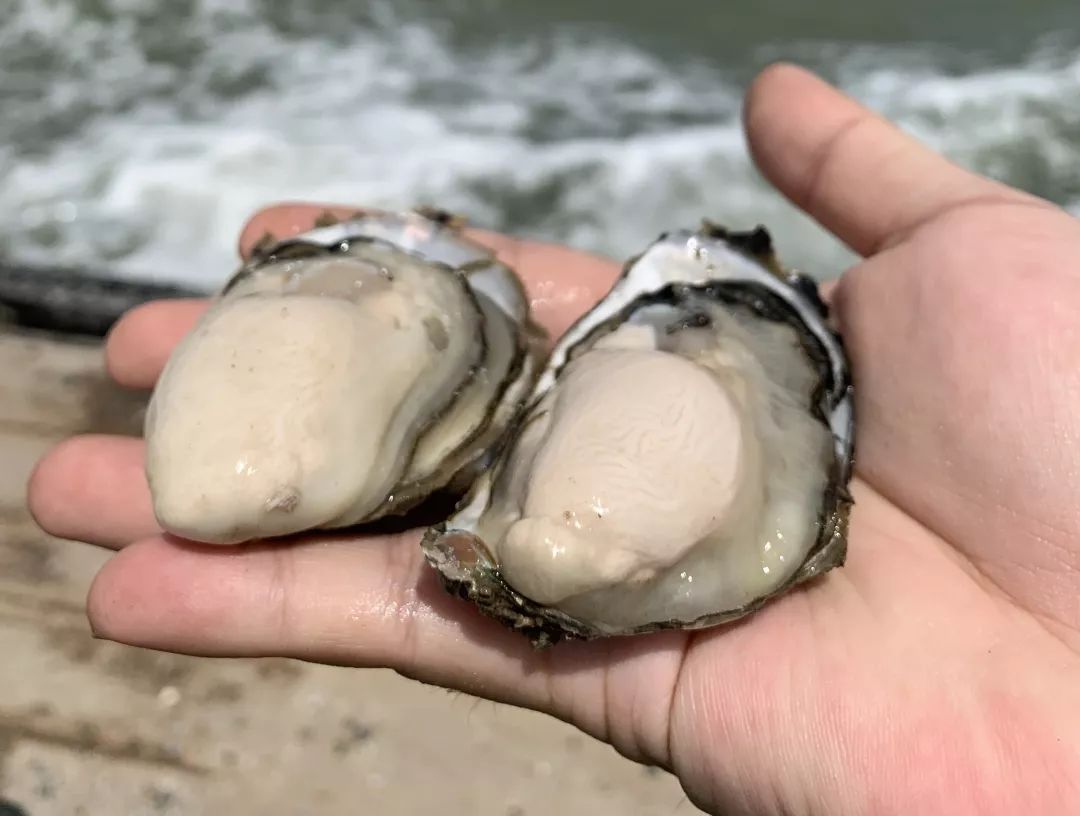 卖光家产！身背巨债！绝望中，他靠一种薄壳的小东西，年赚百万
