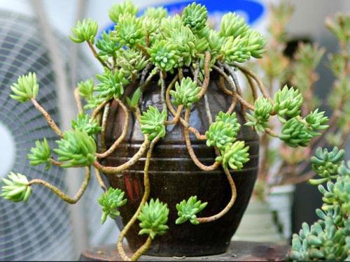 家庭多肉名字怎么取好看,给多肉起什么名字好听