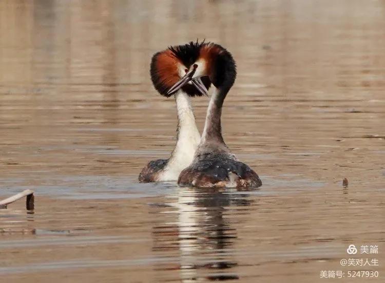 凤头鸊鷉粤语,斑头雁飞得最高的鸟