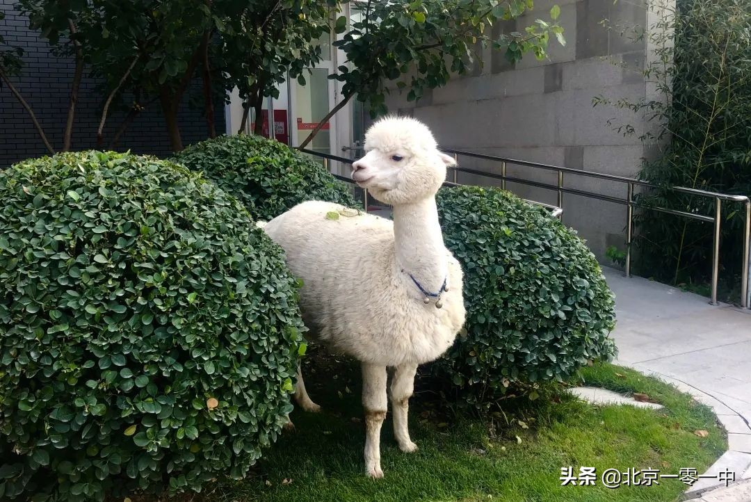 在一零一修*物文**、玩转无人机，还有哪些“宝藏”选修课？