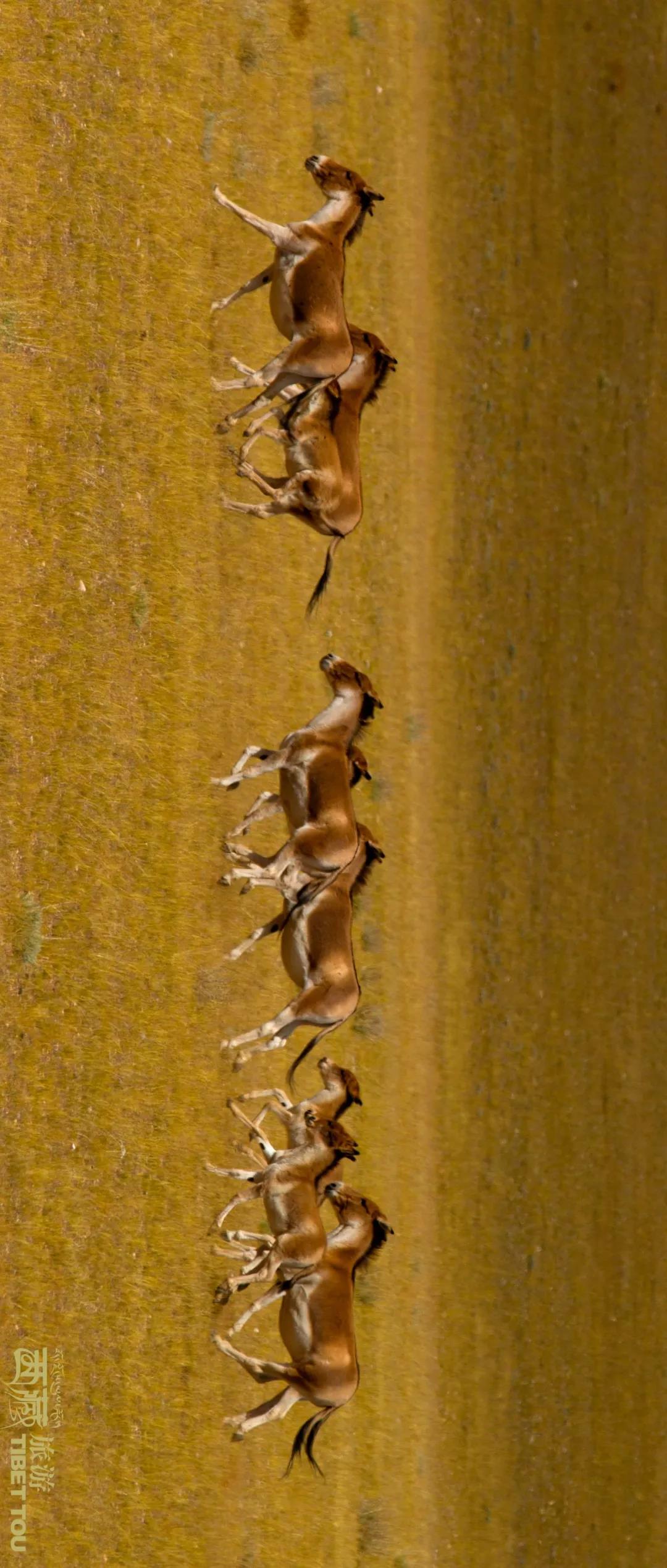 阿里自驾公路图,中国国家地理阿里自驾