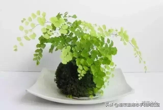 100种常见花卉植物图谱,100种花卉素描图谱