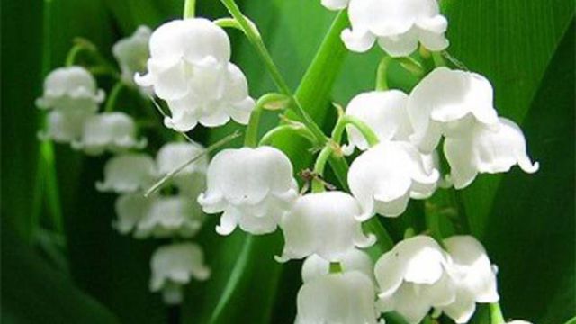 铃兰真的有毒吗,铃兰有毒吗视频