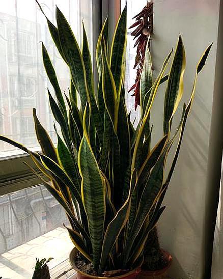 虎皮兰就要这么养叶片饱满又光泽,养好虎皮兰