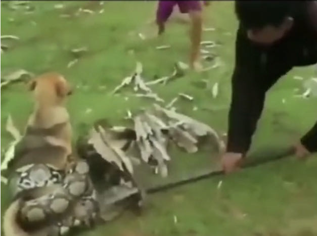 亚马逊森蚺真的能生吞活人吗?猎捕方式告诉你可能性极低