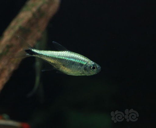 草缸灯鱼专用灯,草缸专用灯防太阳