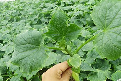 黄瓜“龙头”消失或折断的原因与对策分析