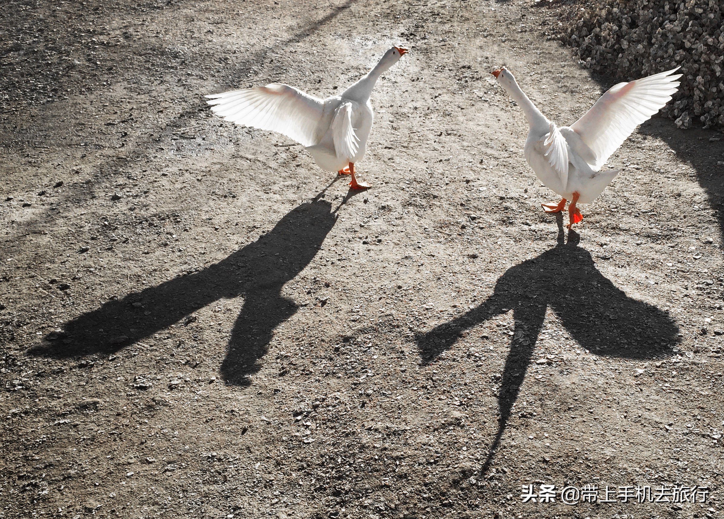 手机如何连拍定格,手机如何连拍模式