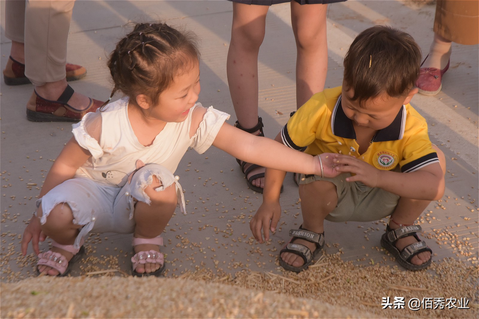 粮食得了病害,农村粮食浪费现象有哪些