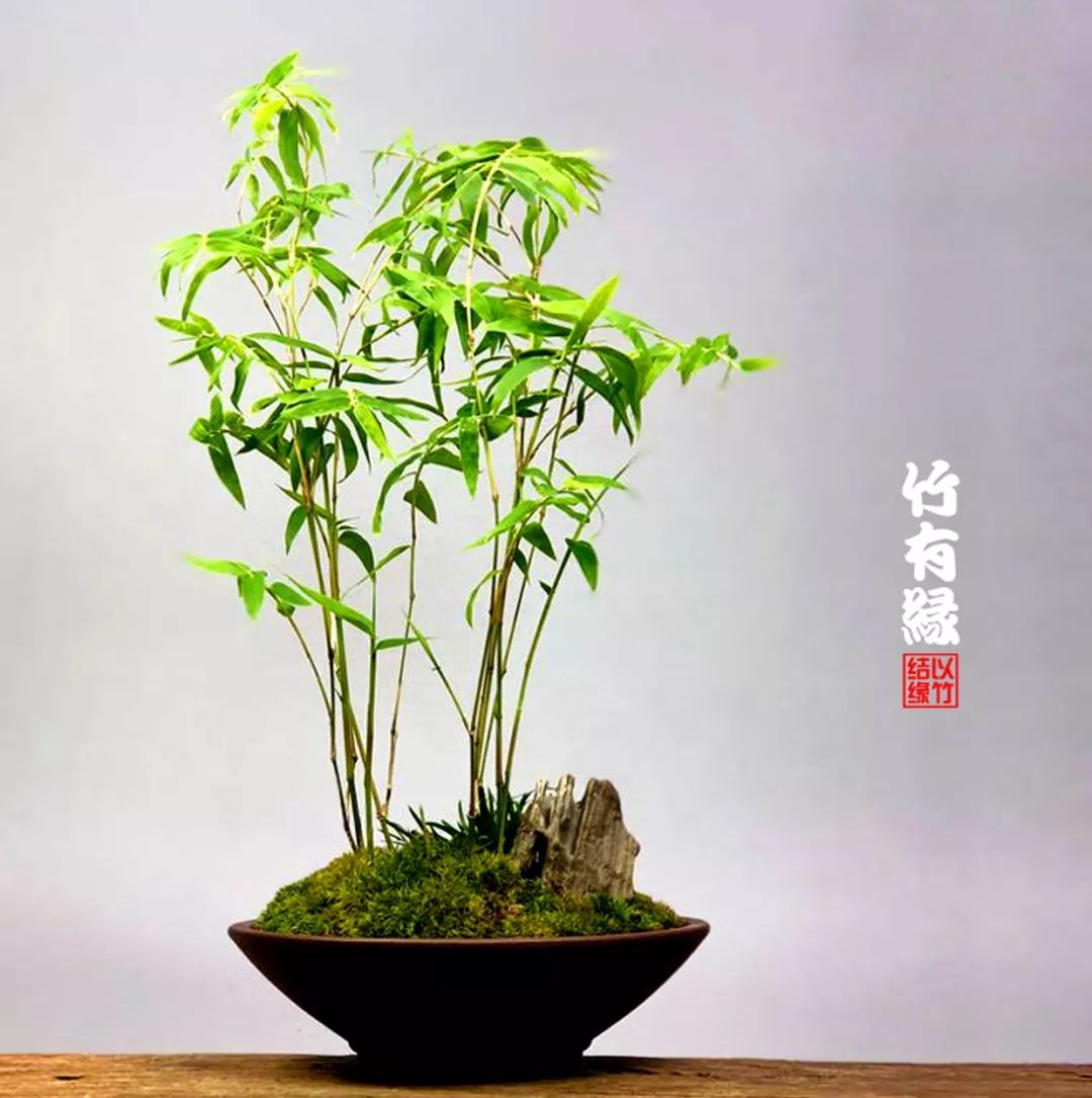 《竹子浇水宝典》竹子浇水是门大学问!