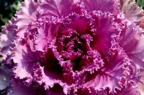 叶牡丹羽衣甘蓝,多头叶牡丹羽衣甘蓝