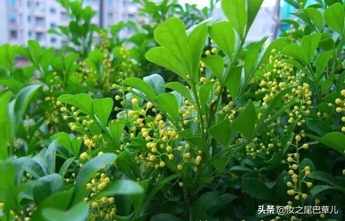 米兰花怎么养开花好看,米兰花怎样养护才开花多