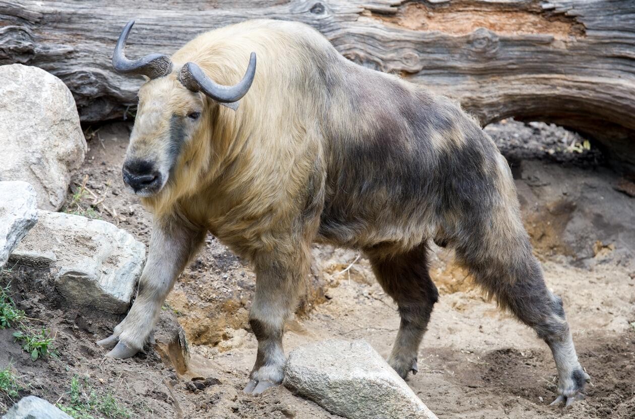 辟谣：熊猫的战斗力真的可以匹敌狮、虎吗？