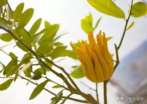 观果盆景冬季管理,热带盆栽观果植物有哪些