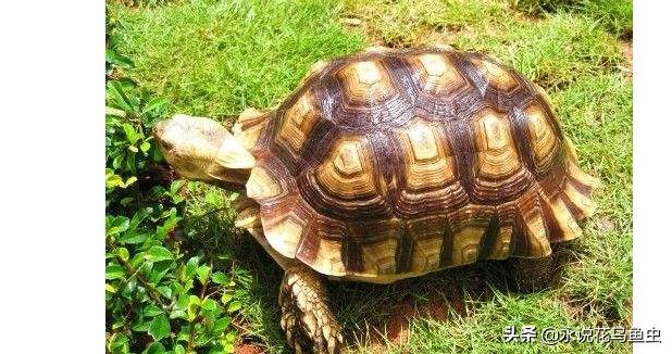 养乌龟新手入门养什么龟,新手养乌龟推荐养什么样的龟