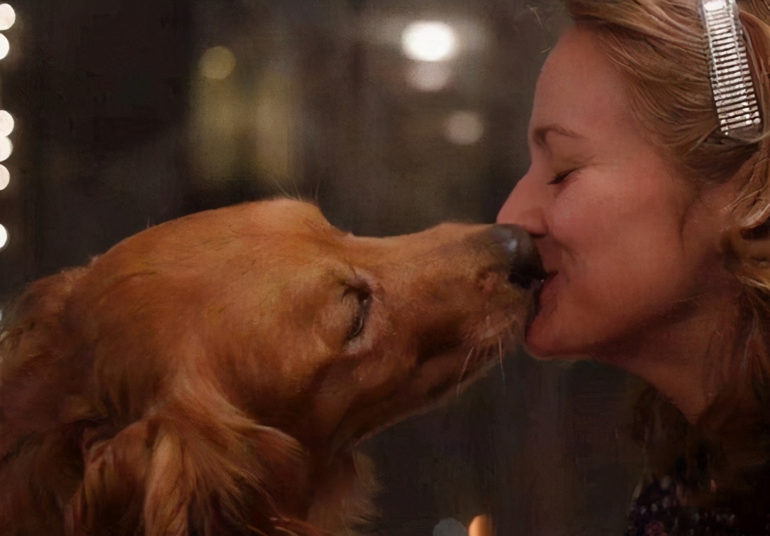 狗狗总爱舔人是怎么回事,狗狗为什么爱舔人皮肤