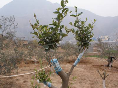 常用的嫁接方法以及特点,常用的嫁接方法有哪些