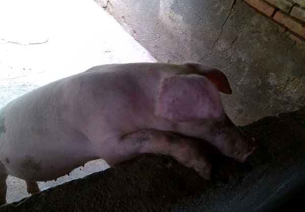 猪身上长了几百个“红疙瘩”,难道是蚊子叮的?