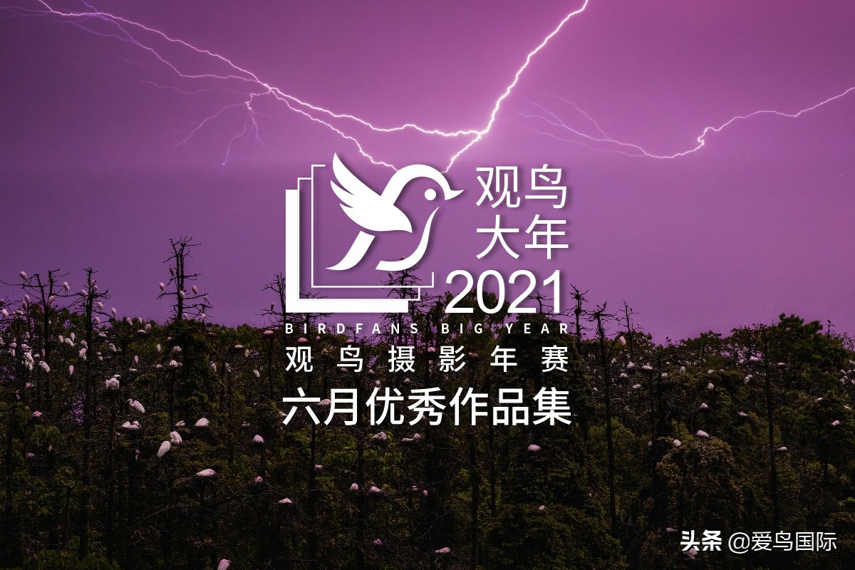 鸟类欣赏,鸟类观鸟图片