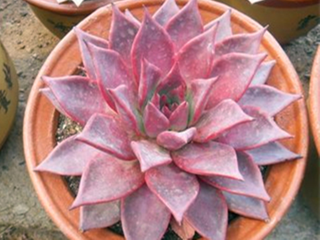 多肉掉叶子了怎么补救,多肉掉叶子怎么挽救