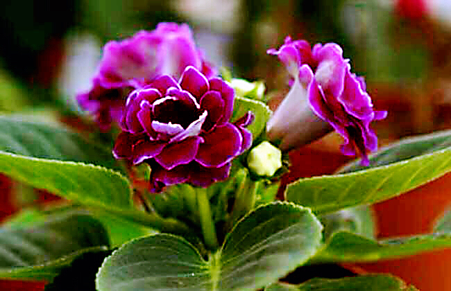 紫罗兰花卉大全,紫罗兰花卉盆栽图片