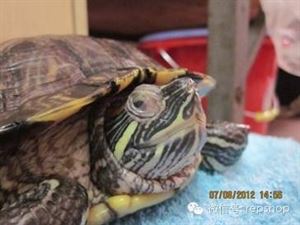 乌龟常见疾病,乌龟常见疾病图解