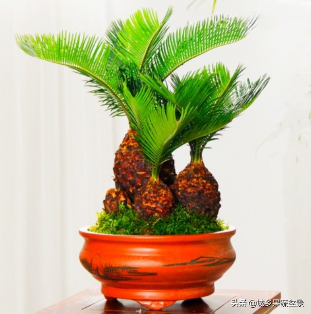 铁树盆景养殖技巧,铁树盆景制作全过程