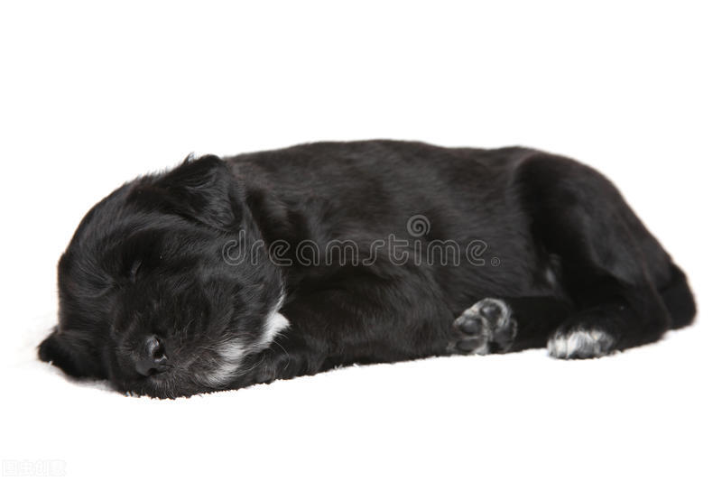 开车撞到猫狗要怎么用话语脱身,开车撞到猫狗有什么预兆