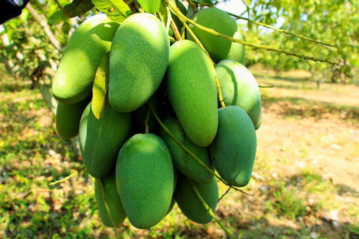 6大产地10种芒果大pk哪种最好吃,什么芒果4月份上市好吃