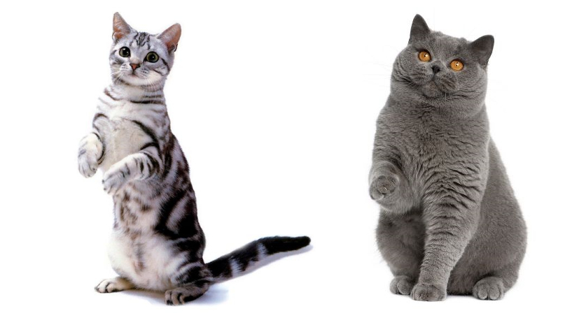 美短虎斑猫咪的品种,美国短毛猫虎斑价格