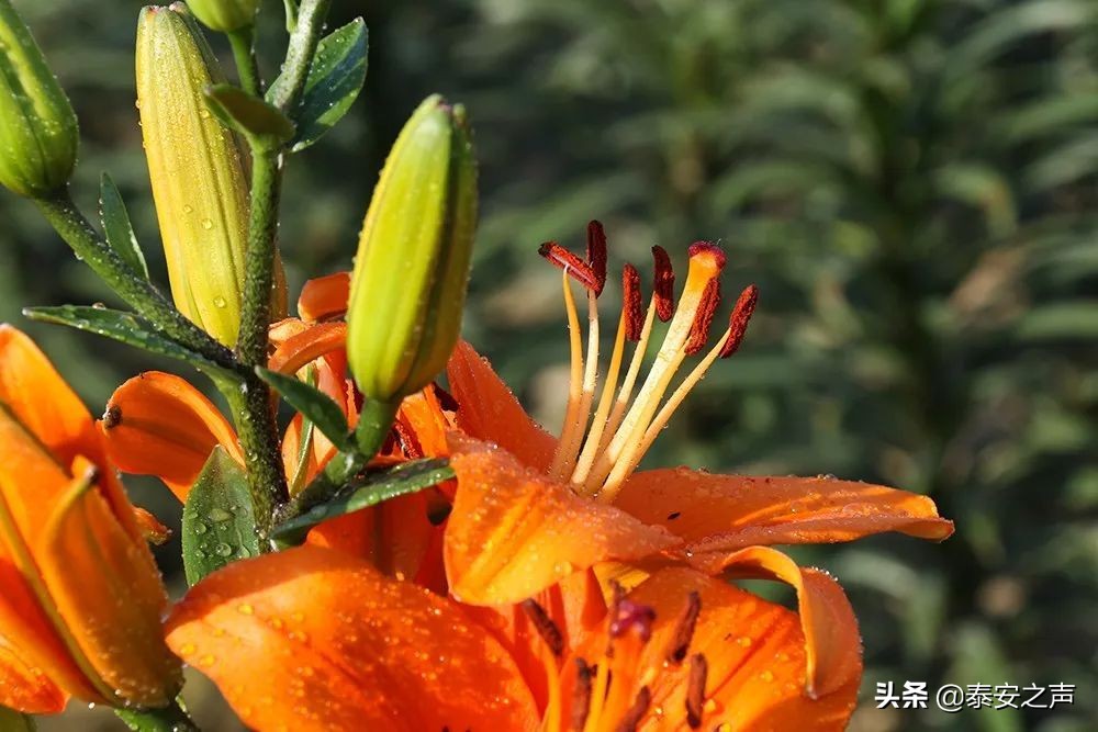 泰山百合和园简介,泰山百合和园