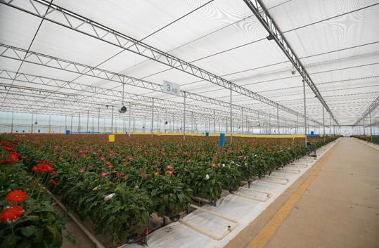 从百元创业到千亩花田云南版李子柒用电商点亮故乡