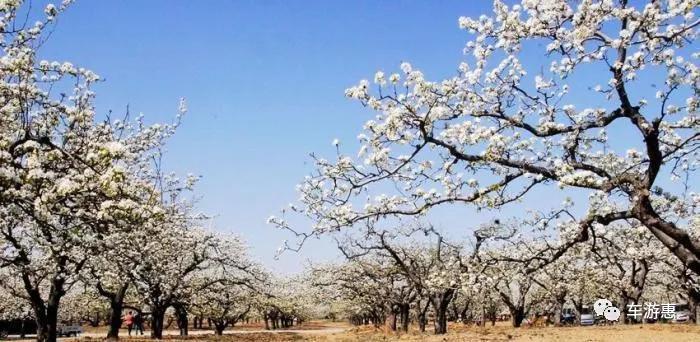 又到梨花盛开时美不胜收,又到梨花纷飞的季节