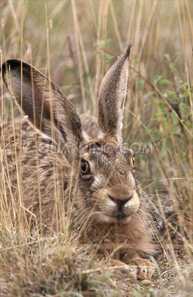 为什么下山野鸡不能追,下山野鸡为什么不能追