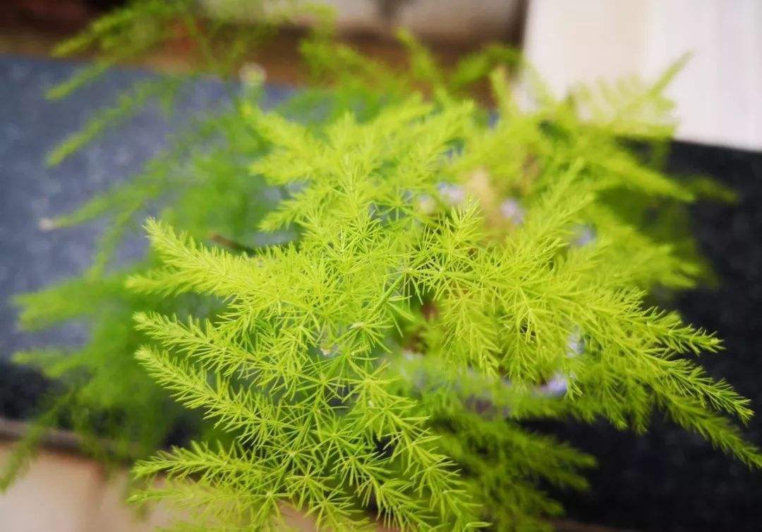 文竹叶片变黄怎么办,注意这几点就能挽救文竹