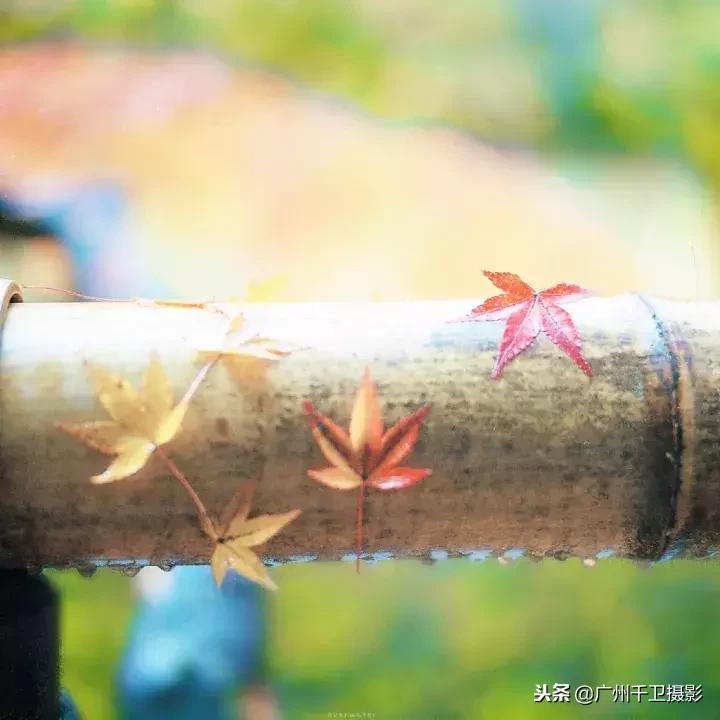 摄影必学的9种构图方法,摄影萌新必学12个构图技巧