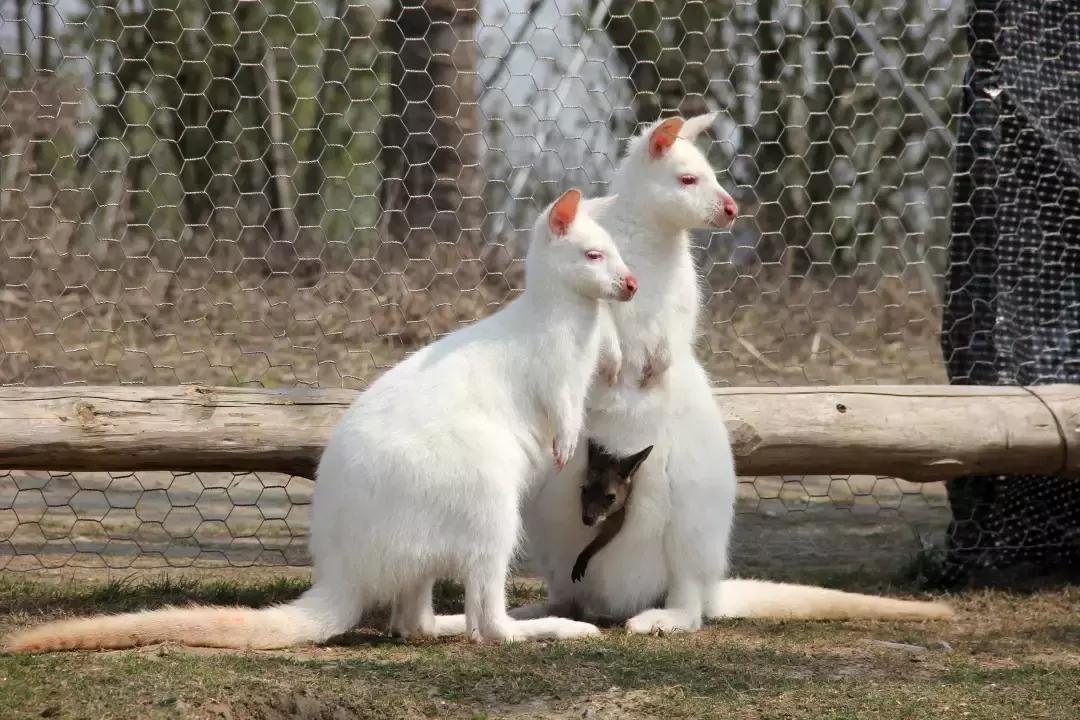 袋鼠界的“白雪公主”，近日找不到孩子他爸了……