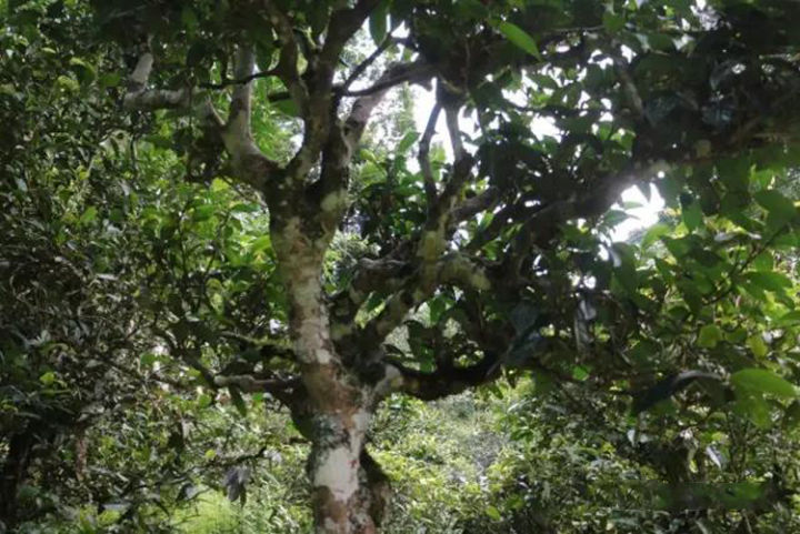 那卡是班章吗,那卡和班章口感