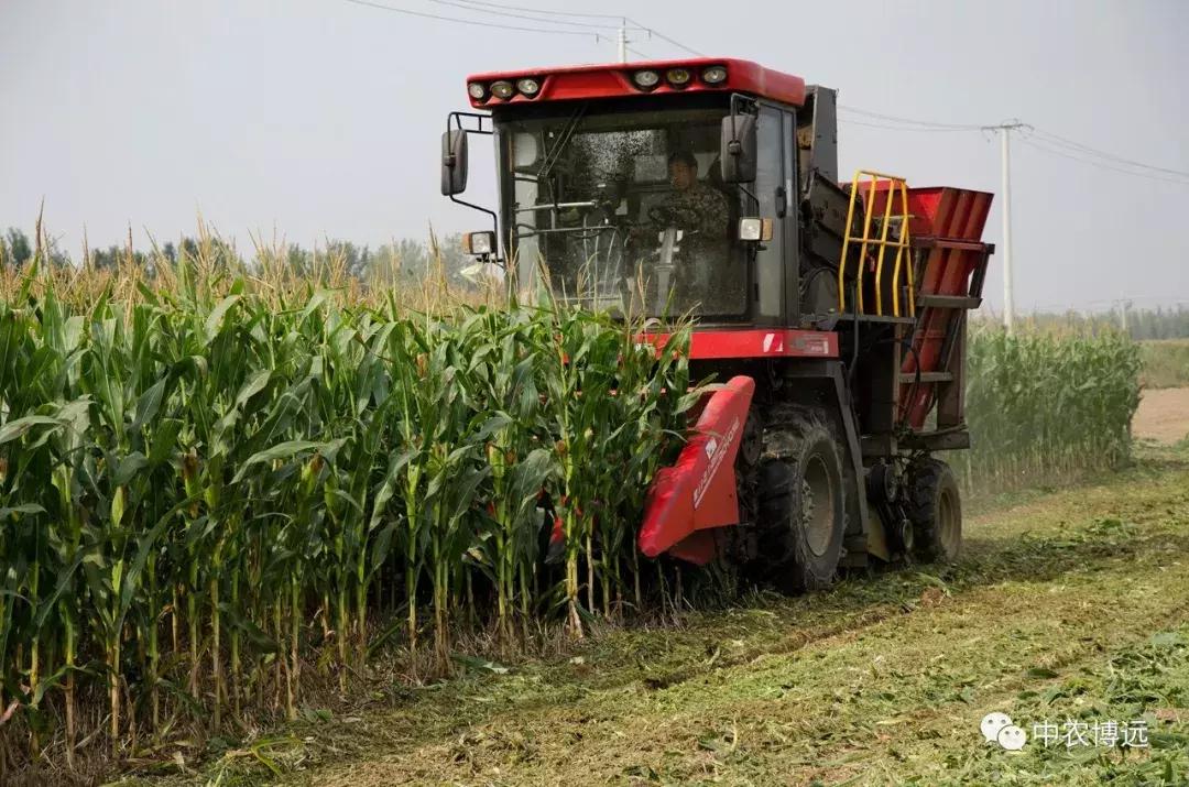保定自走玉米脱粒机,河北保定大型玉米收获机