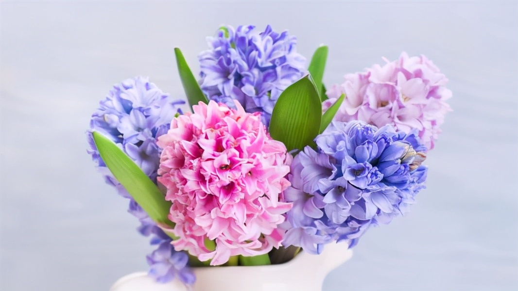 最容易水培的植物,水培风信子好养吗